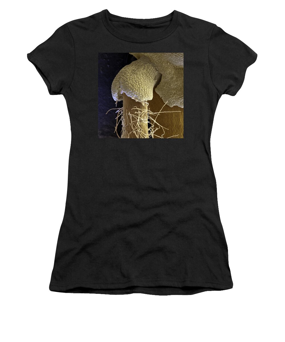 Bread Ingredient Women's T-Shirt featuring the photograph Wheat Triticum Aestivum L by Meckes/ottawa