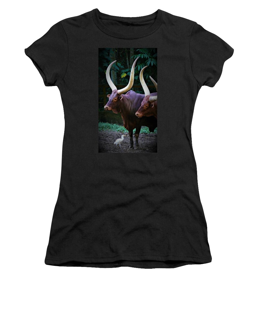 Ankole Cattle Women's T-Shirt featuring the photograph Ankole Cattle by Robert Bociaga