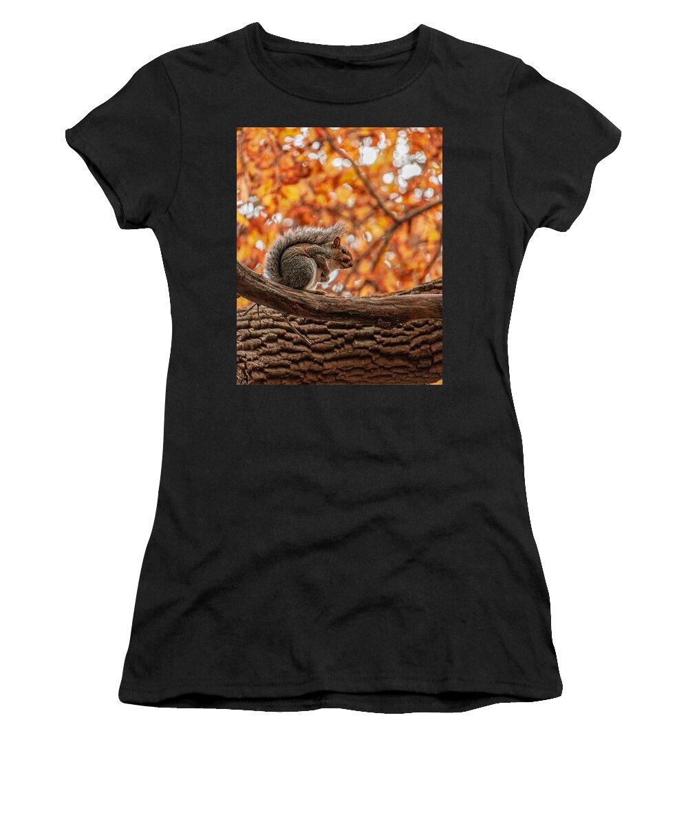 Squirrel Women's T-Shirt featuring the photograph Awaiting winter by Rick Nelson
