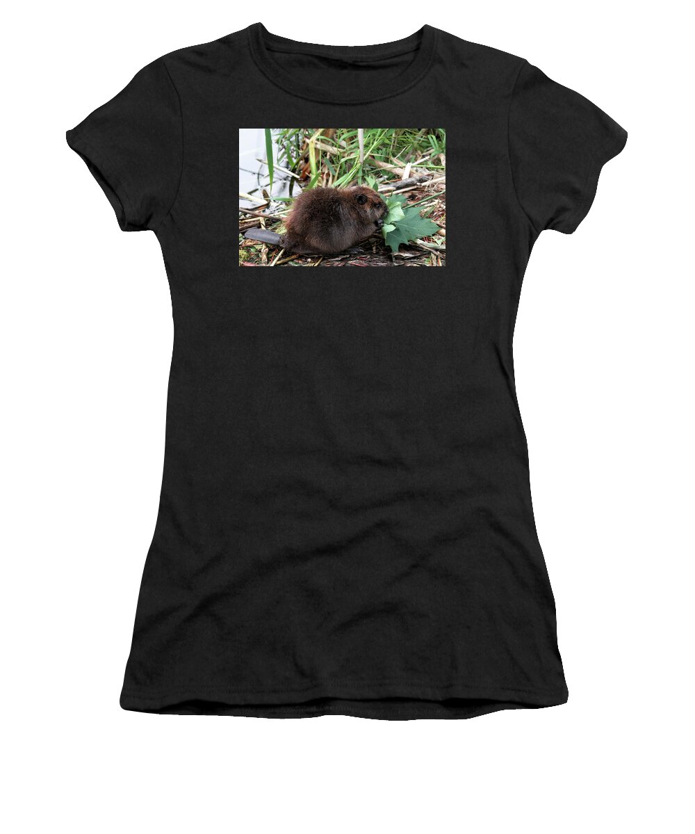 Beavers Women's T-Shirt featuring the photograph Baby Beaver Eating a Maple Leaf by Peggy Collins
