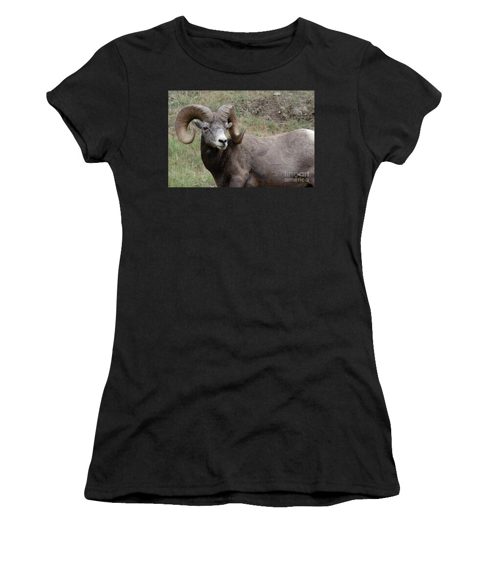 Ram Women's T-Shirt featuring the photograph Big Horn Ram 1 by Bob Christopher