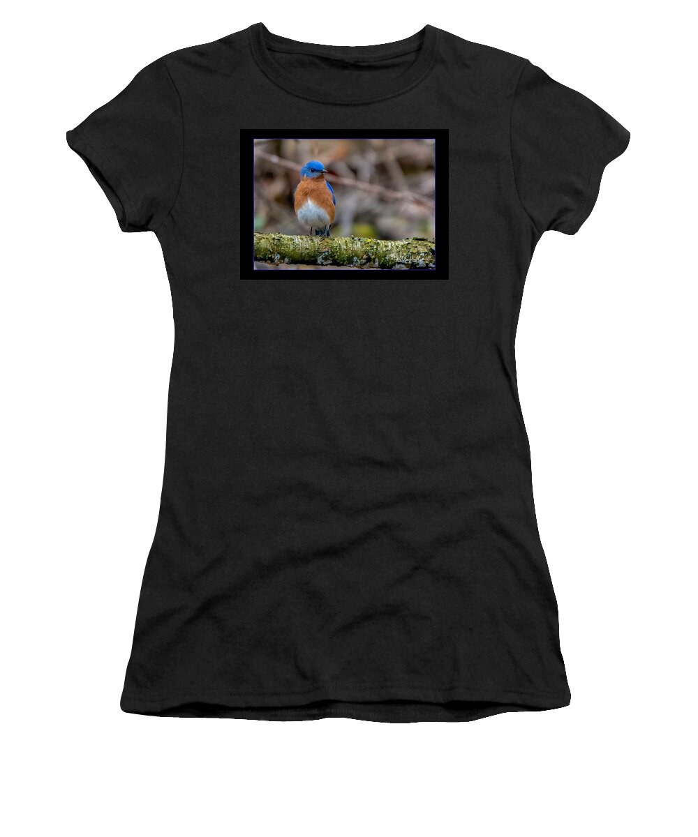 Bird Women's T-Shirt featuring the photograph Chubby Bluebird by Regina Muscarella