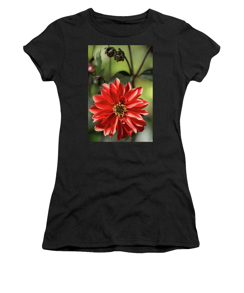 Dahlia Women's T-Shirt featuring the photograph Dahlia Bishop of Llandaff by Olivier Parent