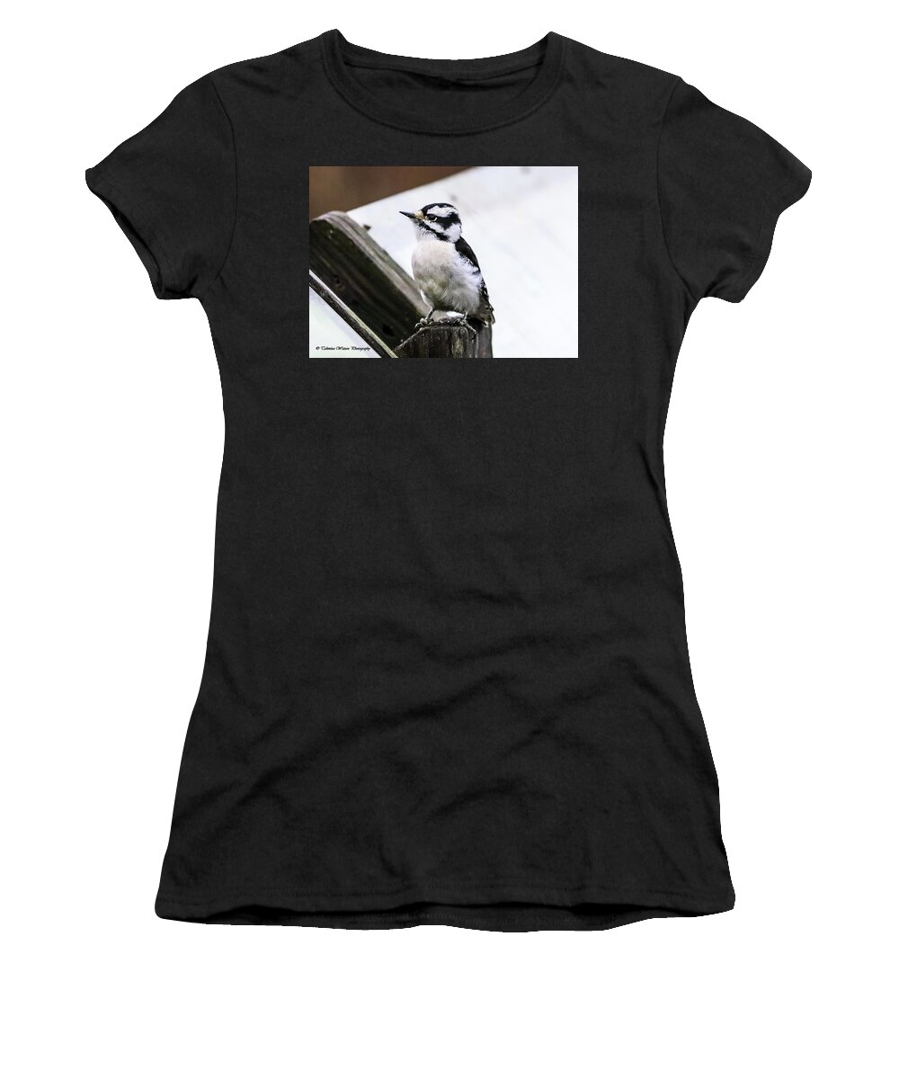 Woodpecker Women's T-Shirt featuring the photograph Downy Woodpecker by Tahmina Watson