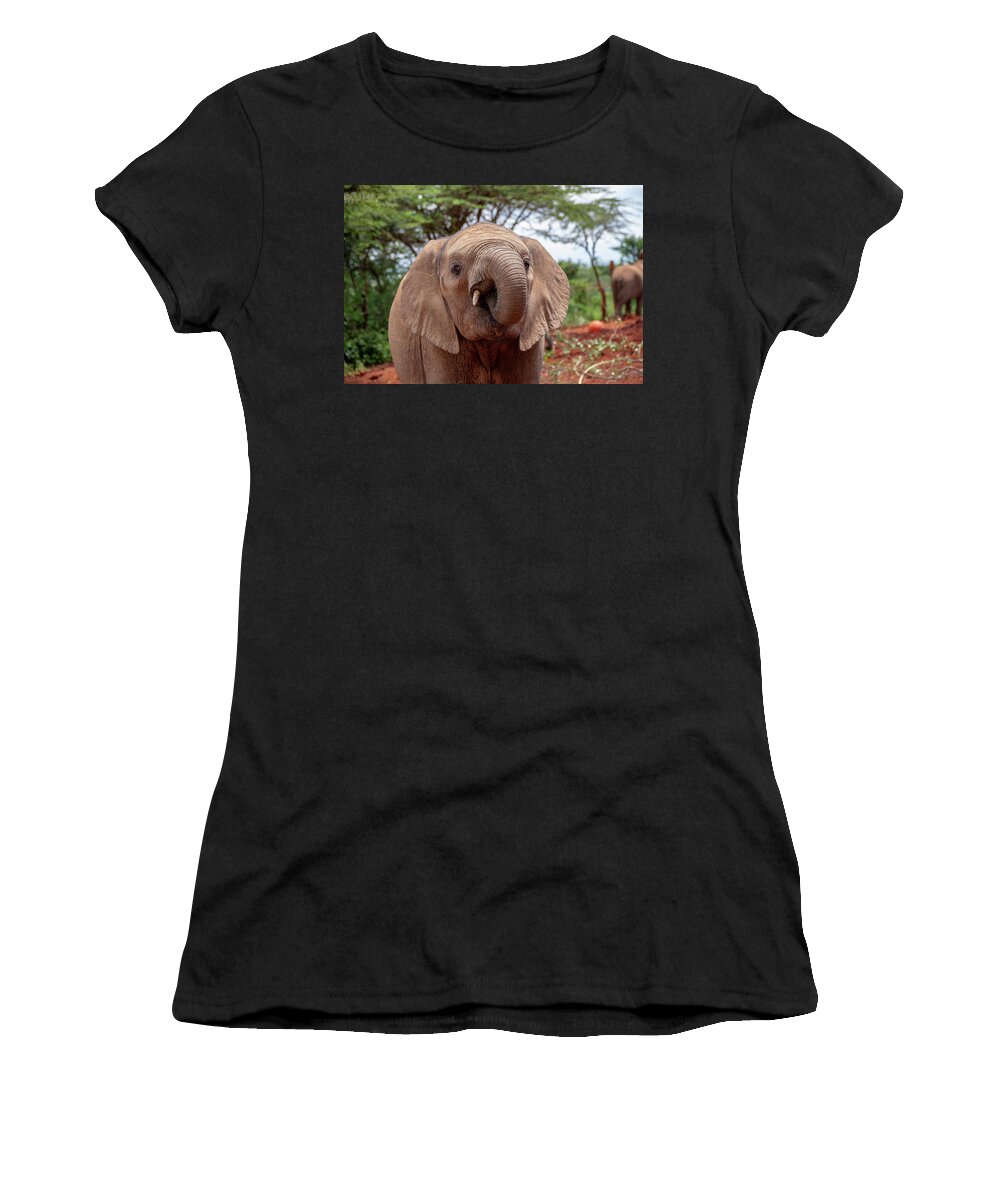 Elephant Women's T-Shirt featuring the photograph Elephant with curled trunk by Gareth Parkes
