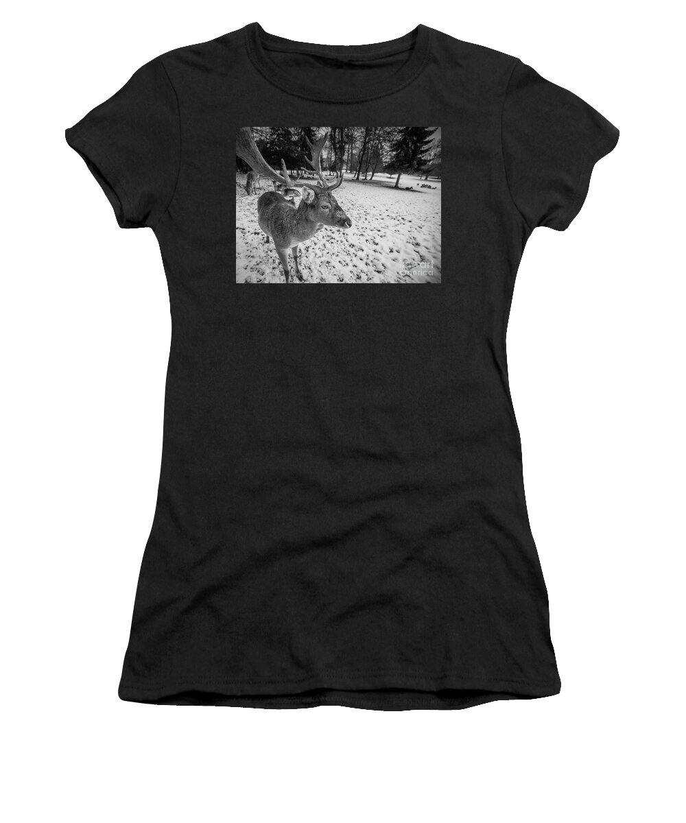 Fallow Deer Women's T-Shirt featuring the photograph Fallow Deer in Winter by Eva Lechner