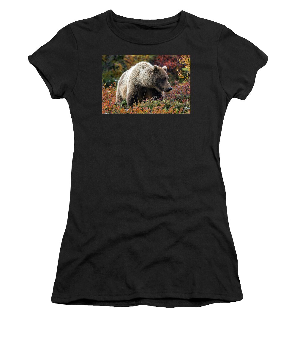 Grizzly Women's T-Shirt featuring the photograph Grizzly bear in Denali national park - Alaska by Olivier Parent