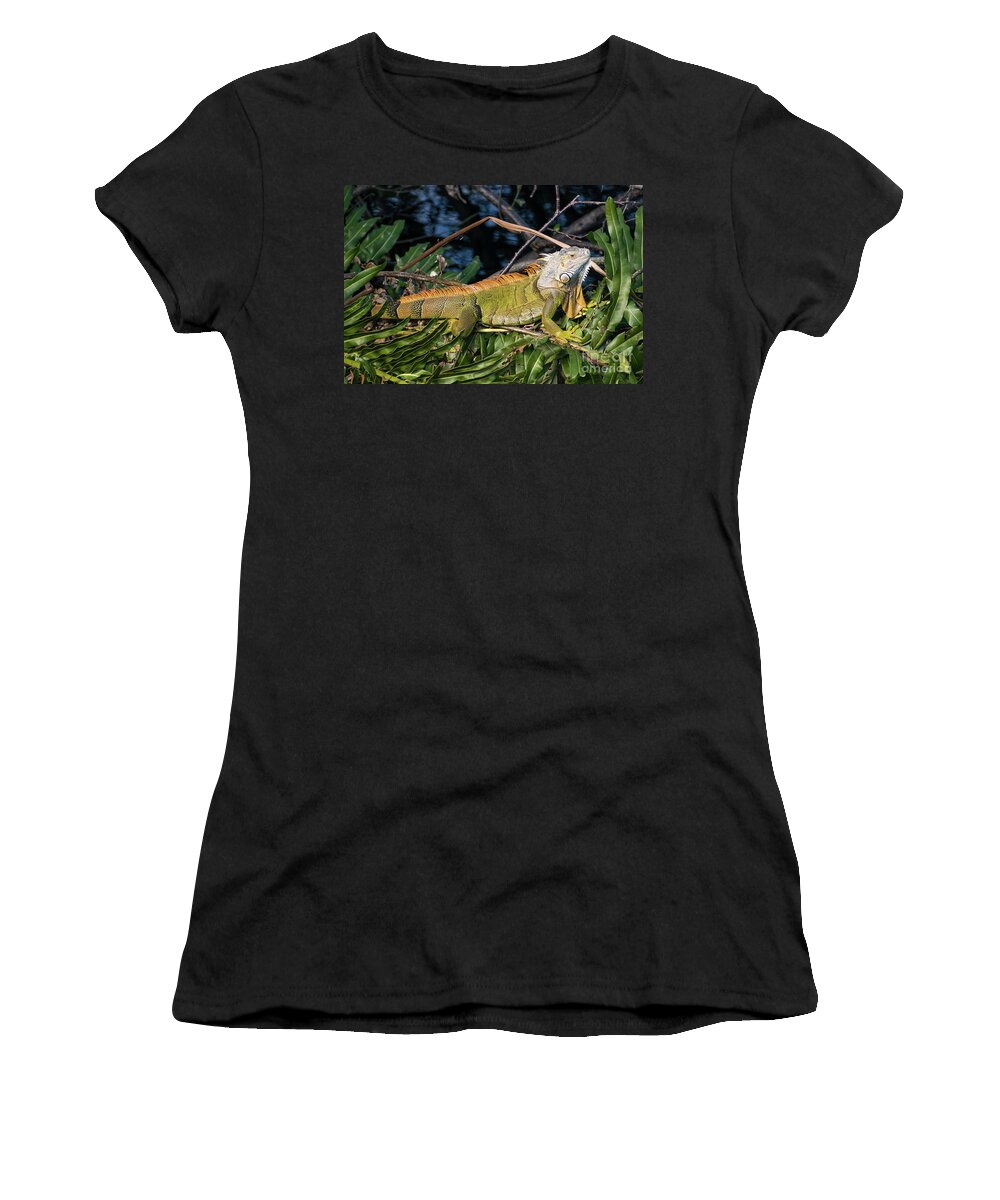 Iguana Women's T-Shirt featuring the photograph Iguana in a tree by Les Palenik
