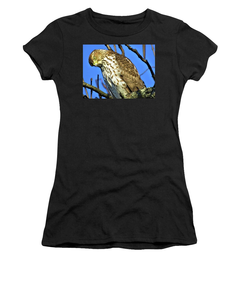 Hawks Women's T-Shirt featuring the photograph Juvenile Coopers Hawk Are you talkin' to me? by Linda Stern