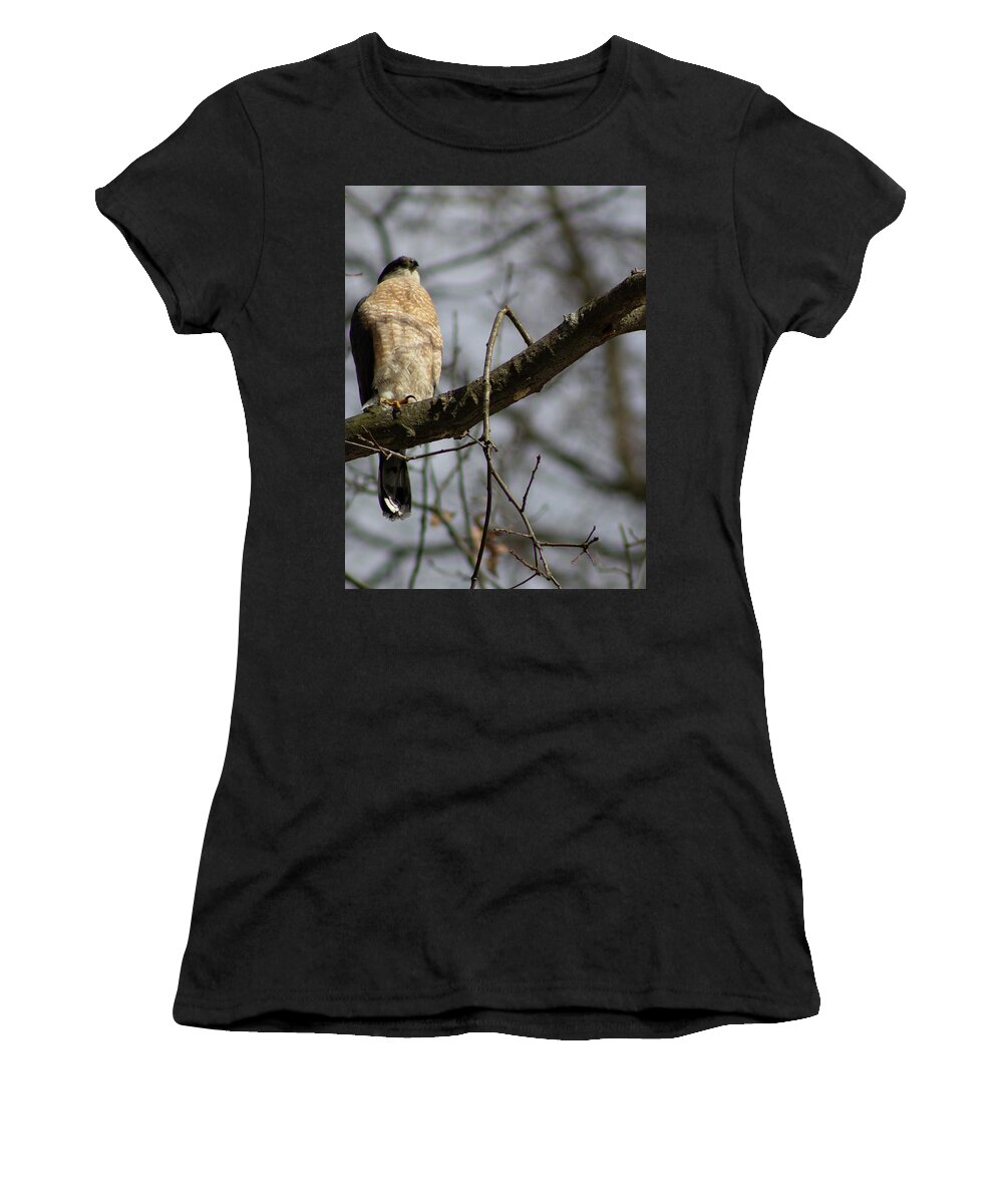 Hawk Women's T-Shirt featuring the photograph Male Coopers Hawk by Geoff Jewett