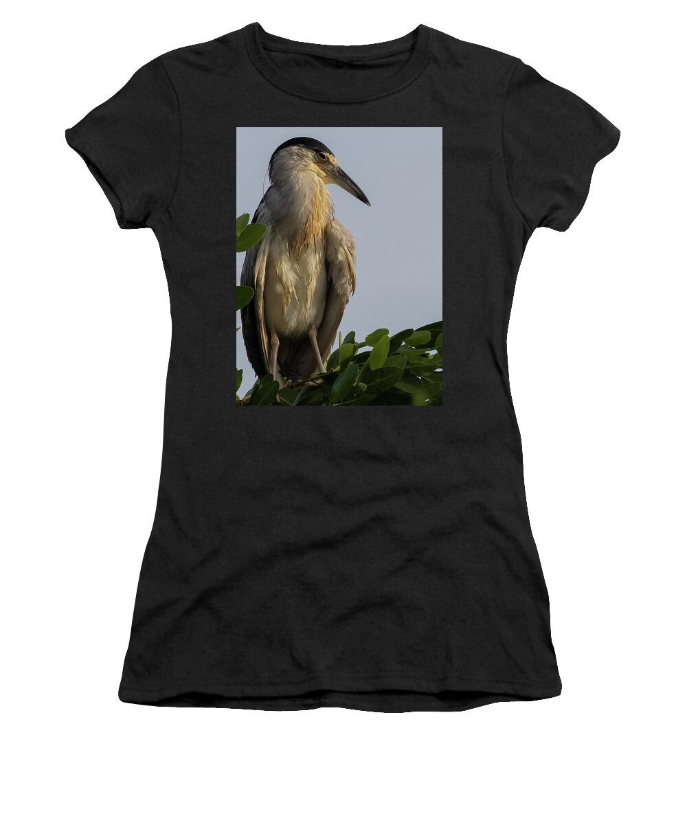 Birds Women's T-Shirt featuring the photograph Morning Nap by RD Allen