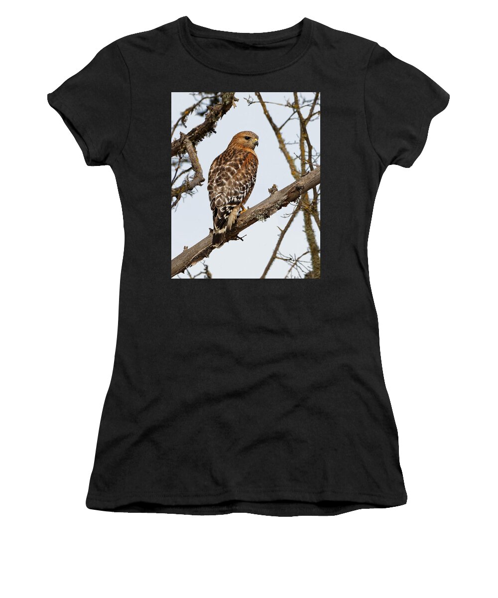 Kj Swan Birds Women's T-Shirt featuring the photograph Vibrant - Red-shouldered Hawk by KJ Swan