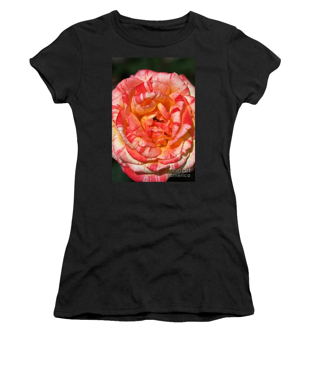 Variegated Rose Women's T-Shirt featuring the photograph Vibrant Two Toned Rose by Joy Watson