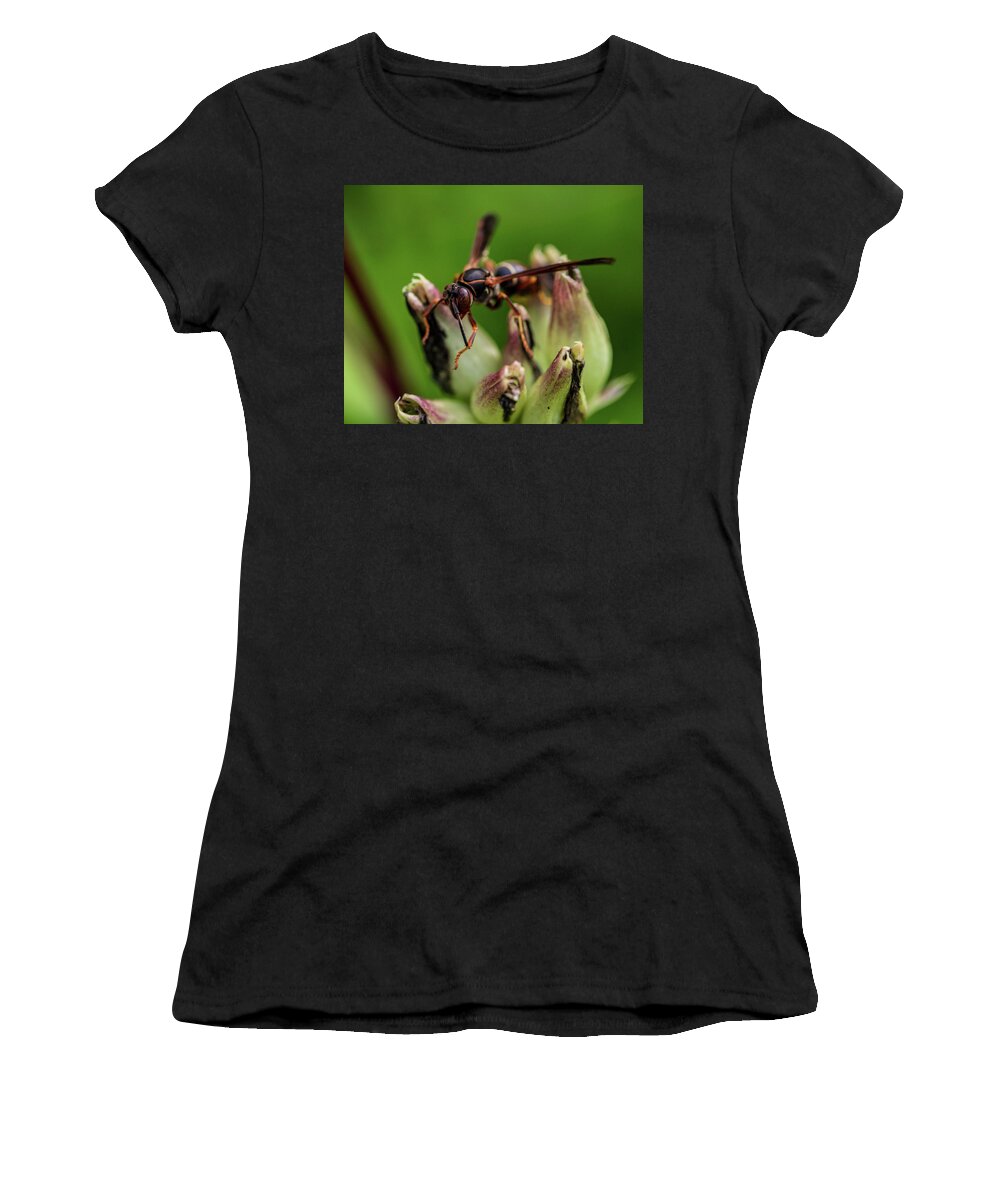 Insects Women's T-Shirt featuring the photograph Wasp - Macro Photography by Amelia Pearn