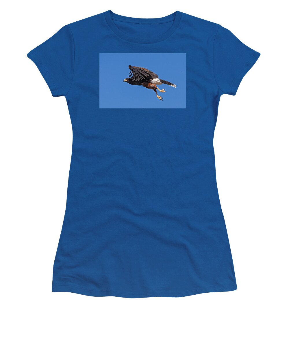 Accipitridae Women's T-Shirt featuring the photograph Harris Hawk by E.r. Degginger