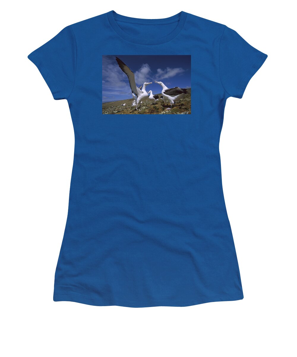 Feb0514 Women's T-Shirt featuring the photograph Southern Royal Albatross Gamming Group by Tui De Roy