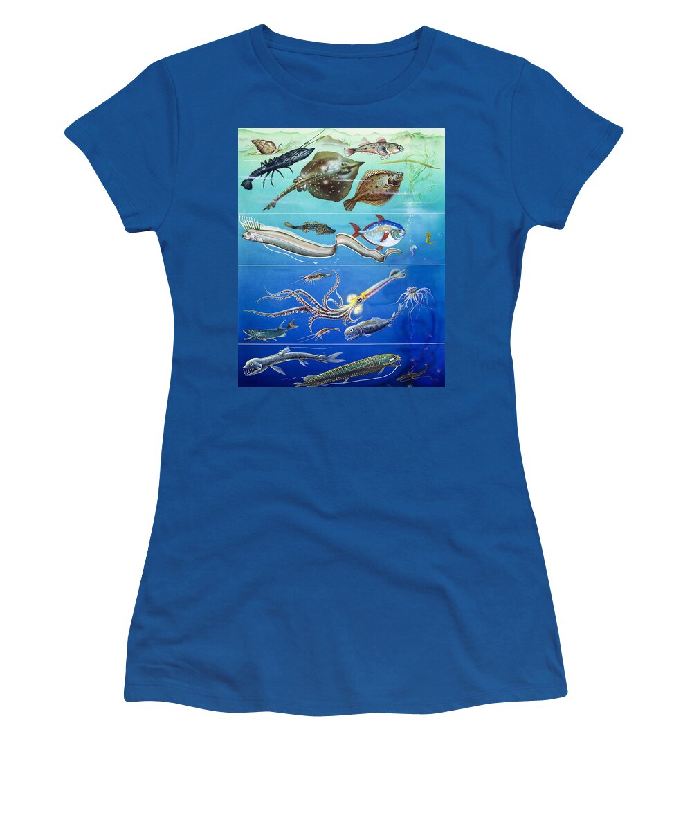 Sea Women's T-Shirt featuring the painting Underwater Creatures Montage by English School