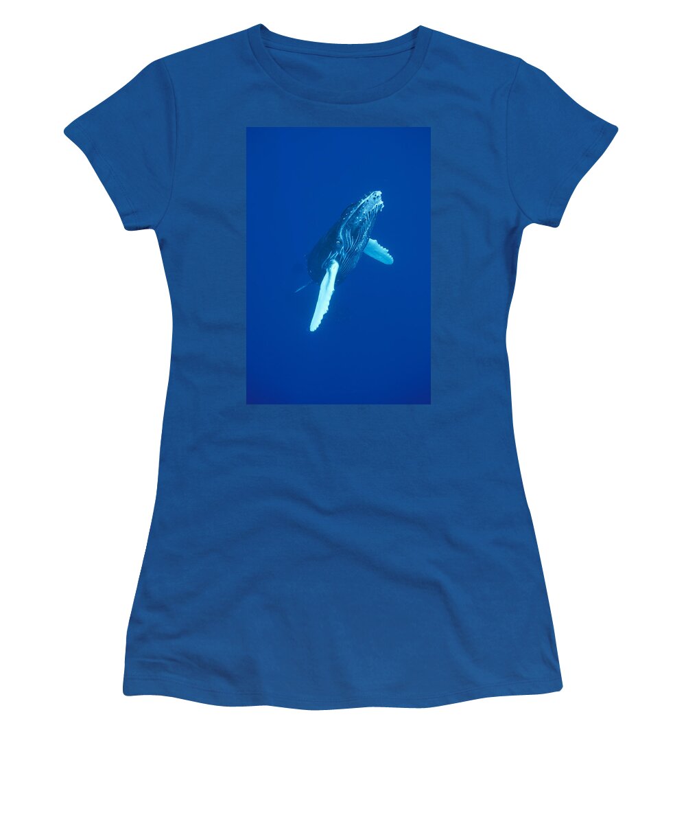 00114523 Women's T-Shirt featuring the photograph Curious Humpback Whale Calf Off Maui by Flip Nicklin