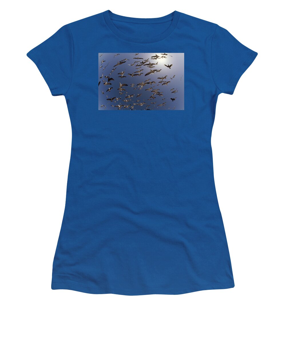 00173354 Women's T-Shirt featuring the photograph Western Gull Flock Flying North America by Tim Fitzharris