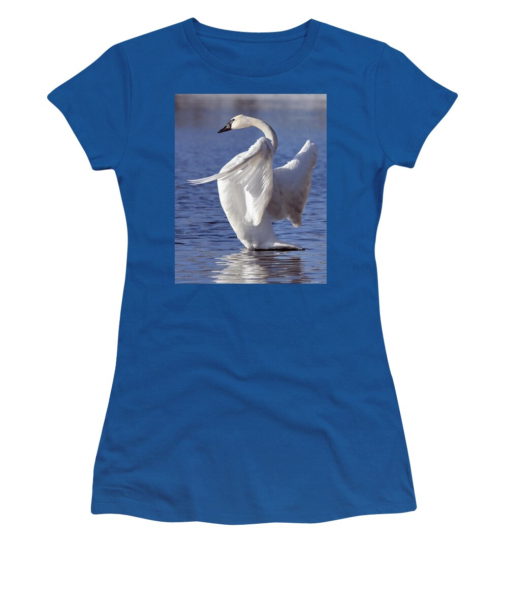 Trumpeter Swan Women's T-Shirt featuring the photograph Flapping Swan by Larry Ricker