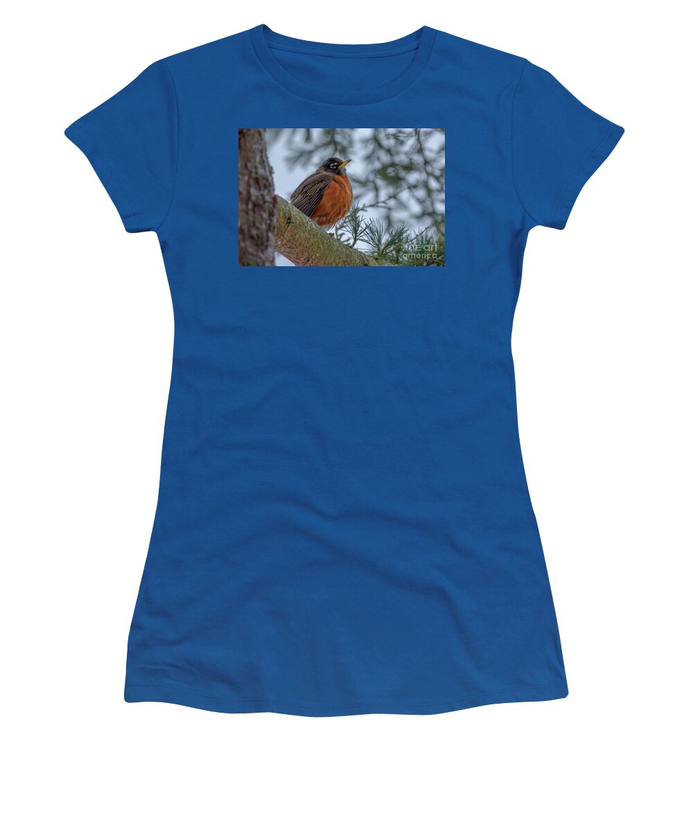 American Robin Women's T-Shirt featuring the photograph American Robin in Cedar Deodar Tree by Nancy Gleason