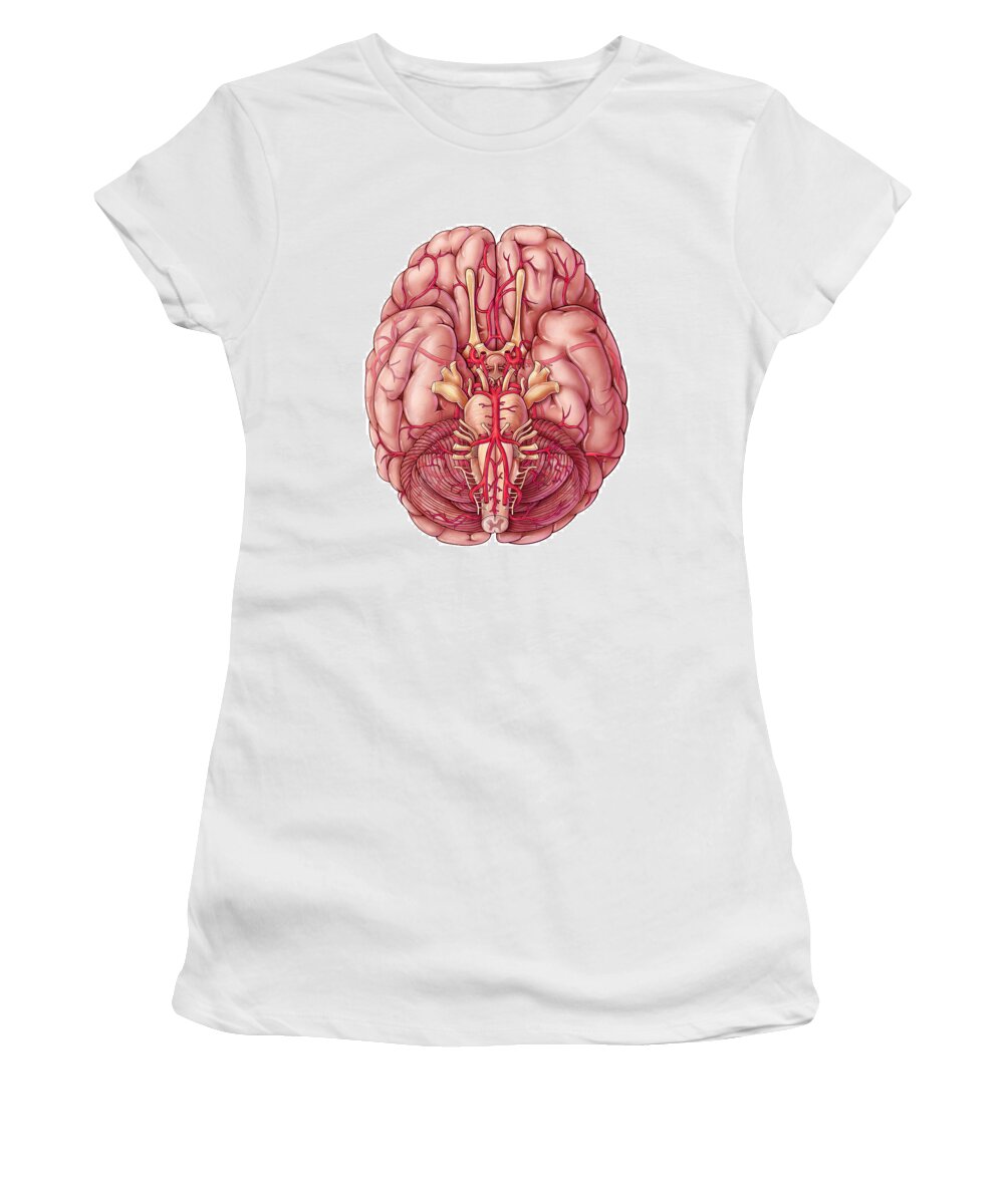 Art Women's T-Shirt featuring the photograph Arteries Of The Brain, Illustration #1 by Evan Oto