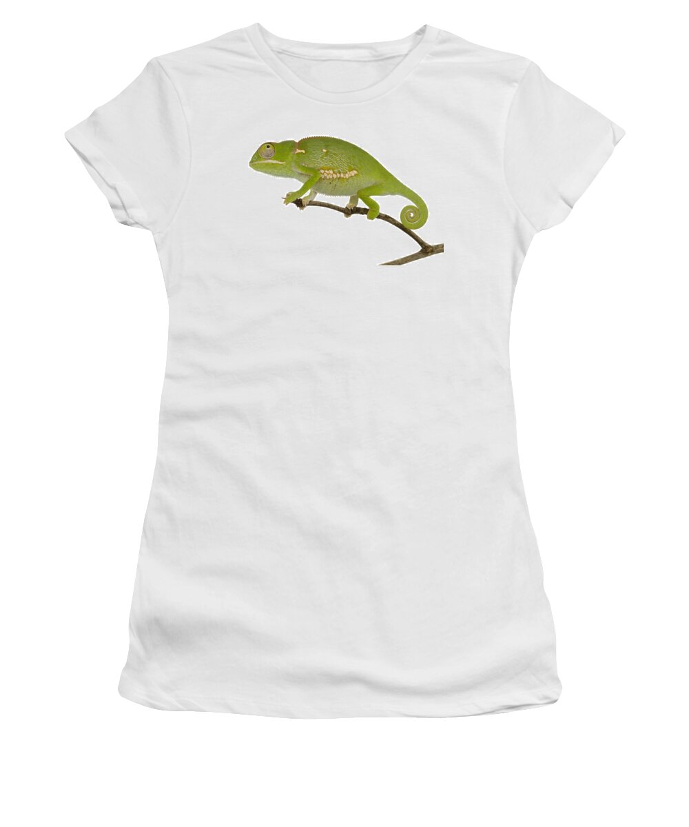 496738 Women's T-Shirt featuring the photograph Flap-necked Chameleon Gorongosa #1 by Piotr Naskrecki