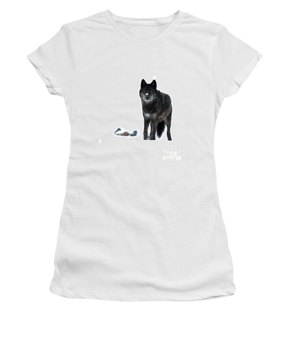 Wolf Women's T-Shirt featuring the photograph Here's Looking at You #1 by Deby Dixon