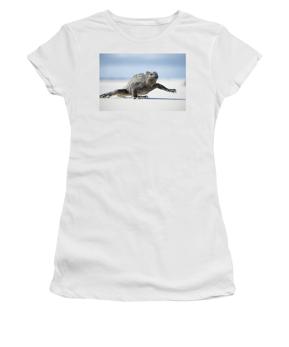 534134 Women's T-Shirt featuring the photograph Marine Iguana Tortuga Bay Galapagos #1 by Tui De Roy