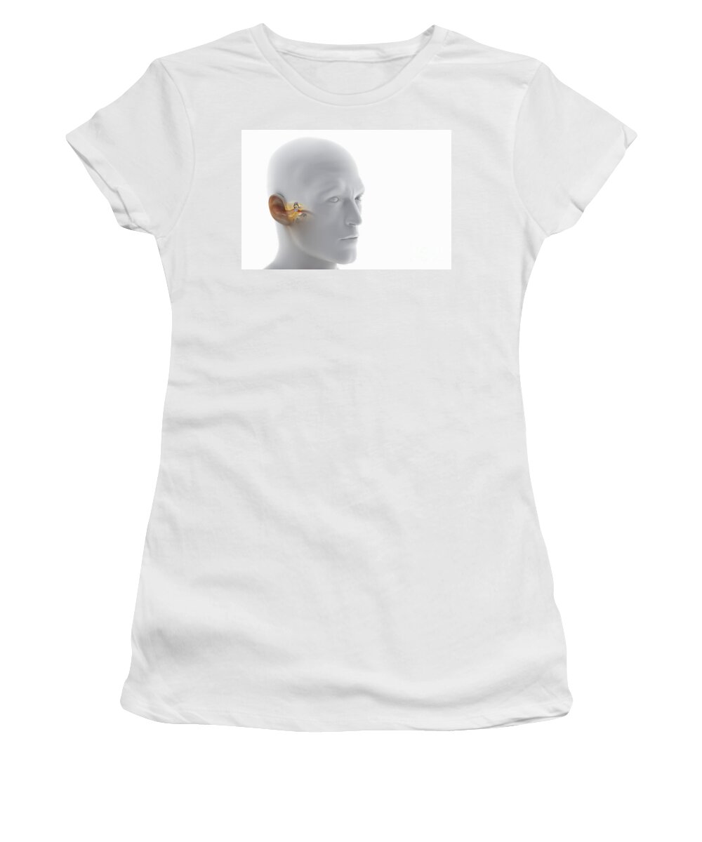 Transparent Skin Women's T-Shirt featuring the photograph Ear Anatomy #9 by Science Picture Co