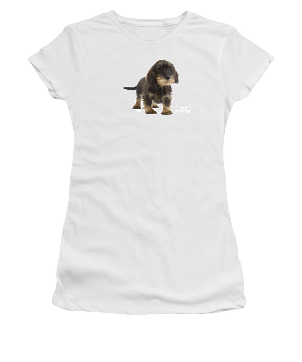 Dachshund Women's T-Shirt featuring the photograph Wire-haired Dachshund #3 by Jean-Michel Labat