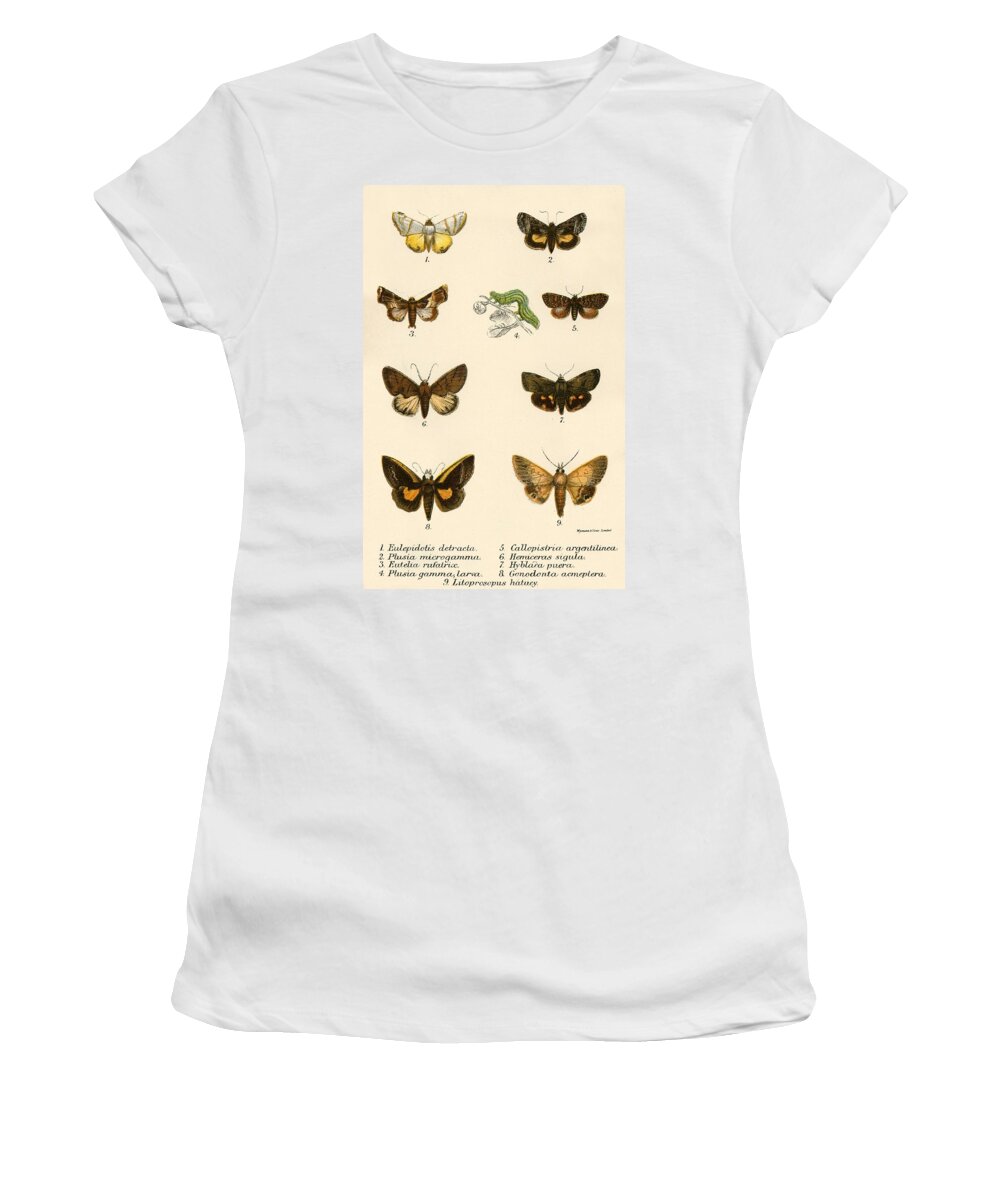 Insect Women's T-Shirt featuring the painting Butterflies by English School