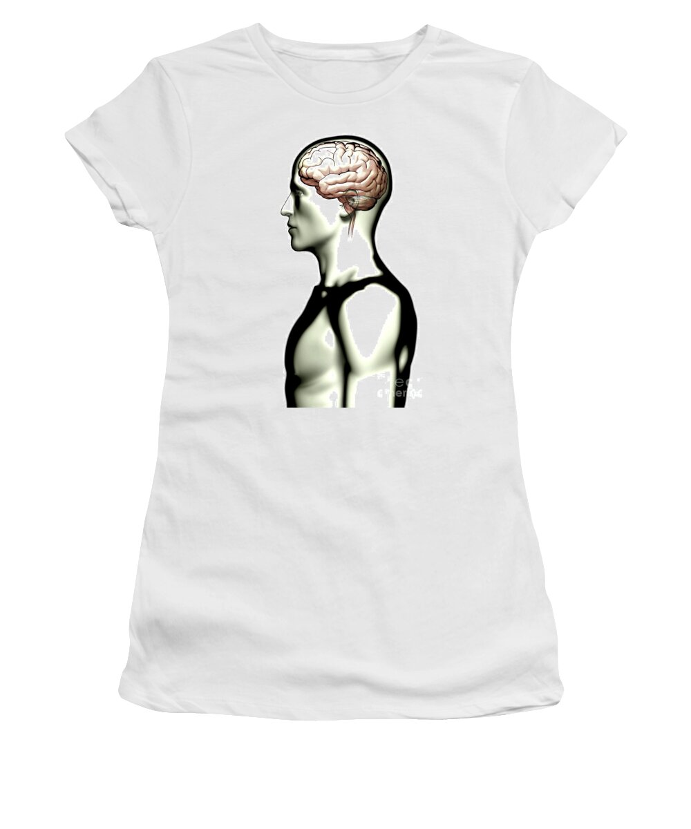 Human Women's T-Shirt featuring the photograph Human Brain #75 by Science Picture Co