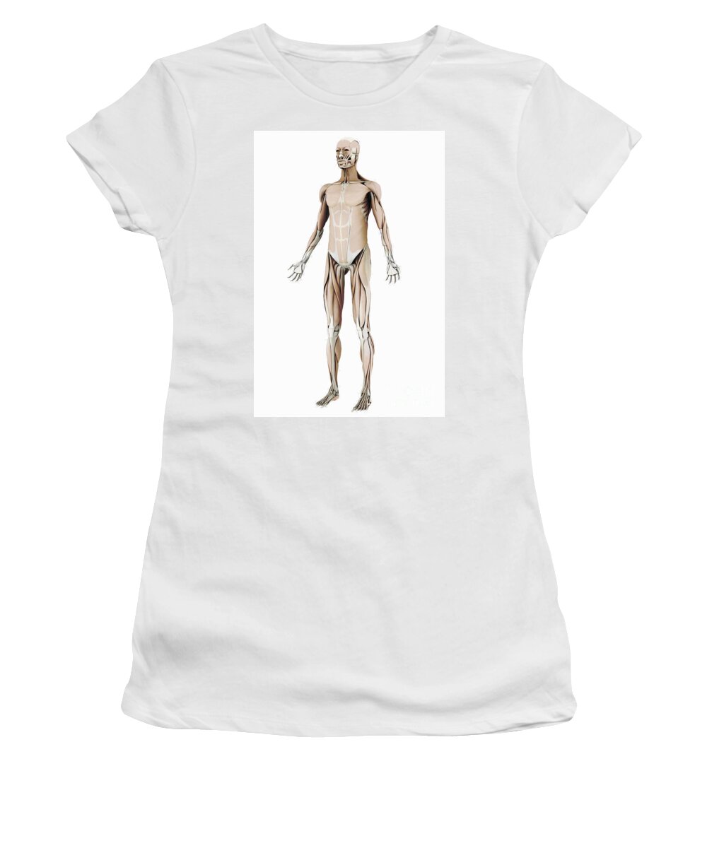 Muscles Women's T-Shirt featuring the photograph The Muscle System #9 by Science Picture Co