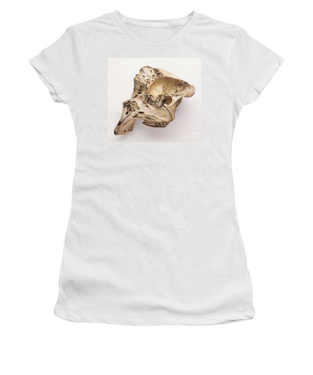 Mammals Women's T-Shirt featuring the photograph African Elephant Skull, Loxodonta by Dave King / Dorling Kindersley