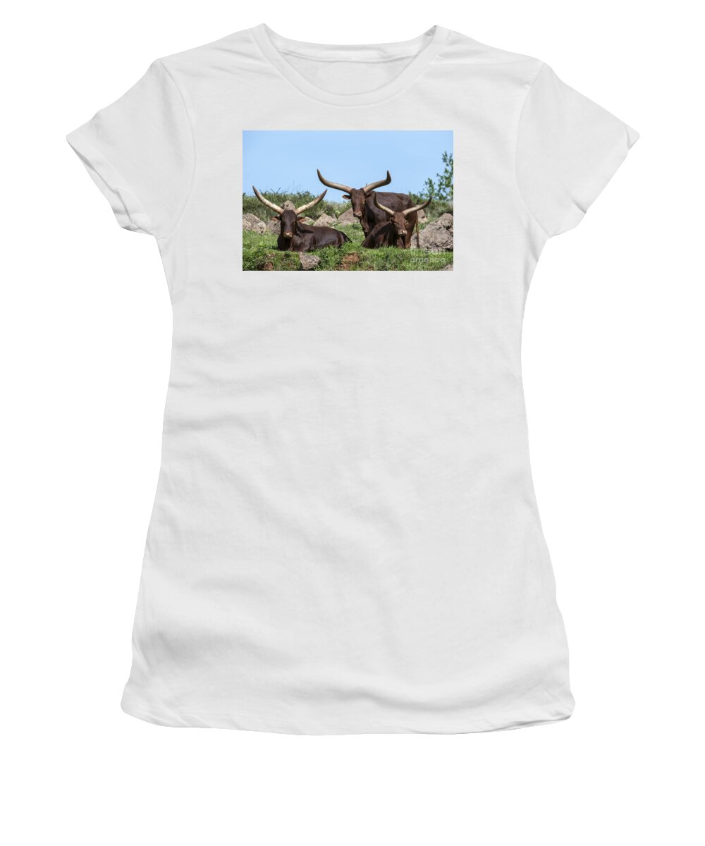 Watusi Women's T-Shirt featuring the photograph Ankole longhorn 5 by Arterra Picture Library