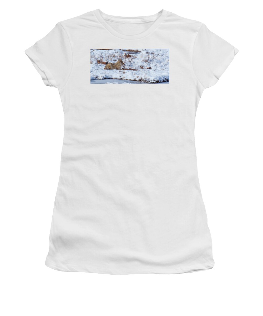 Coyote Women's T-Shirt featuring the photograph Blacktail Coyote by Kevin Dietrich