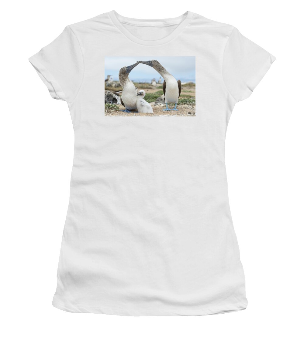 531699 Women's T-Shirt featuring the photograph Blue-footed Boobies With Chicks At Nest by Tui De Roy