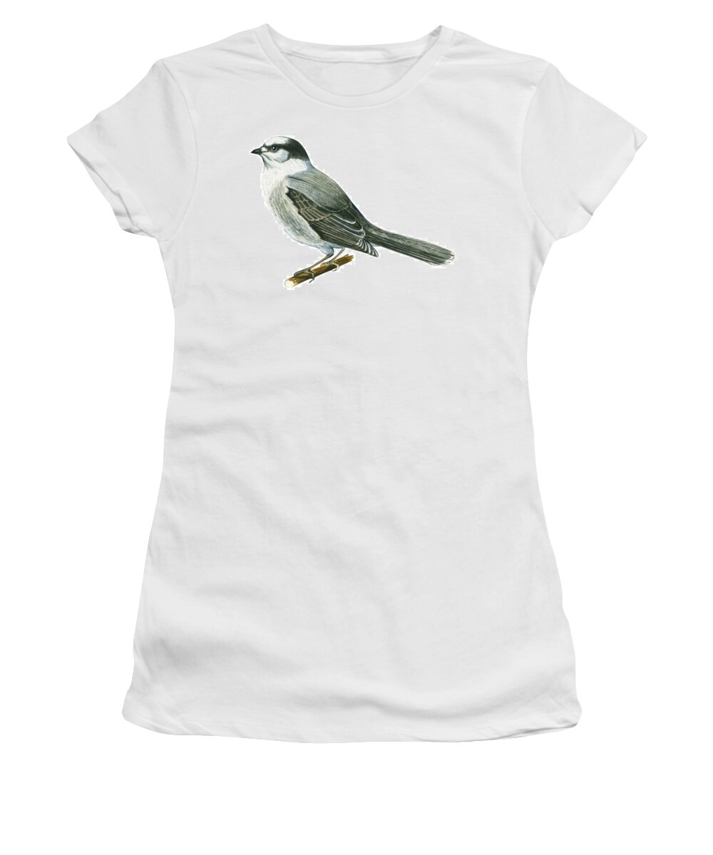 No People; Horizontal; Side View; Full Length; White Background; One Animal; Wildlife; Close Up; Illustration And Painting; Zoology; Wing; Feather; Tail; Perching; Branch; Bird; Canada Jay; Perisoreus Canadensis; Grey Women's T-Shirt featuring the drawing Canada jay by Anonymous
