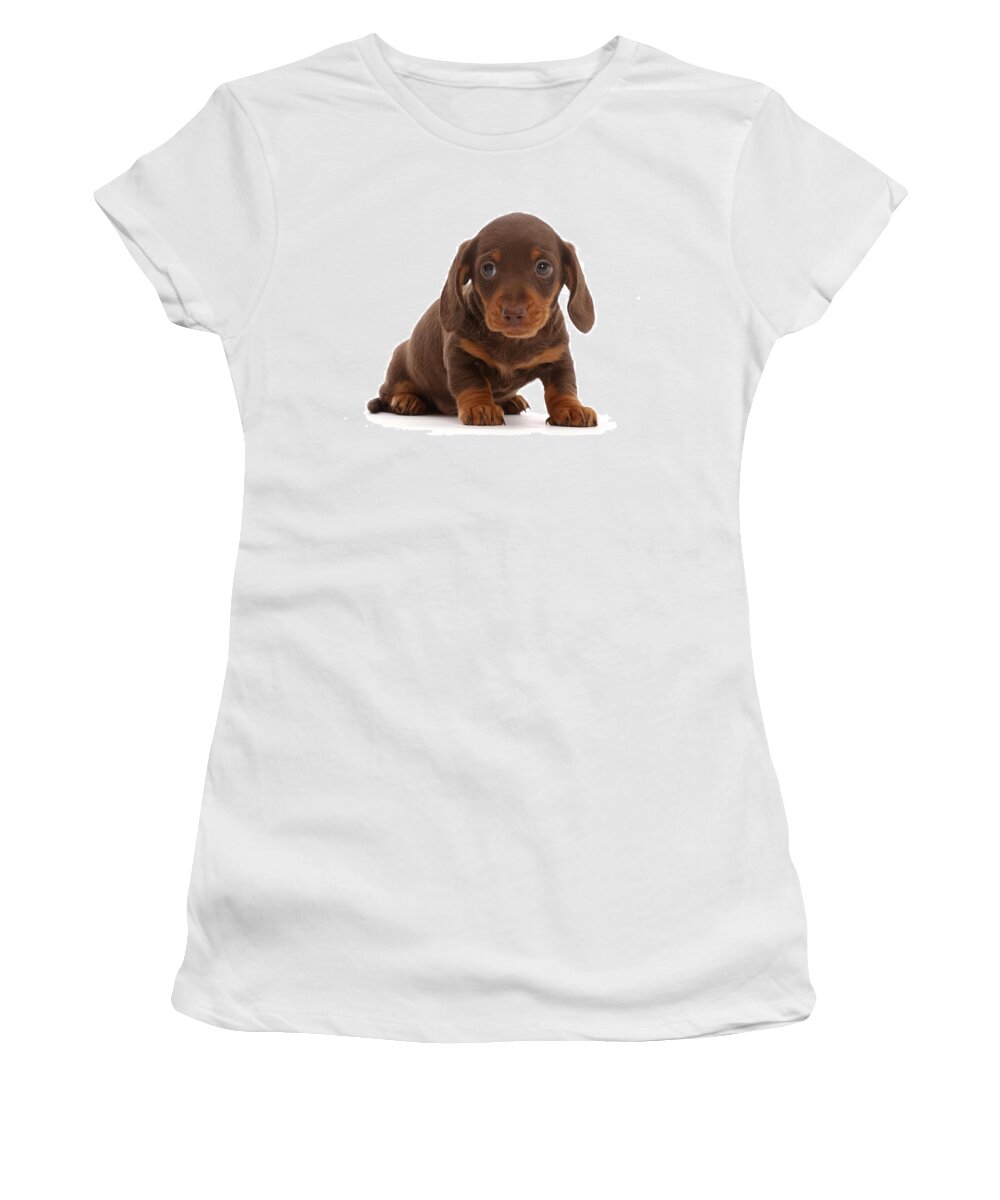 Dachshund Women's T-Shirt featuring the photograph Chocolate Dachshund Puppy by Mark Taylor