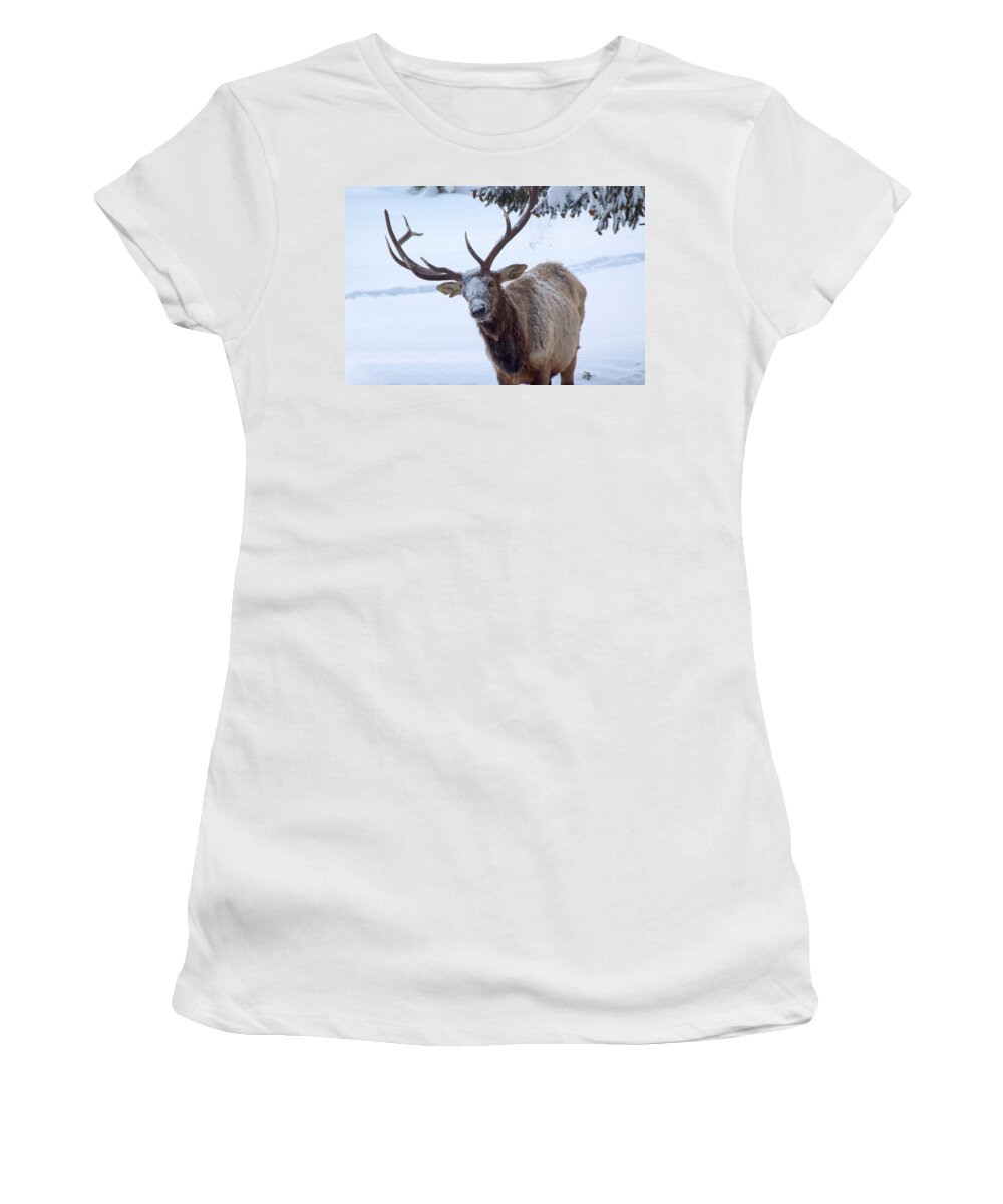 Snow Women's T-Shirt featuring the photograph Dumped On by Shane Bechler