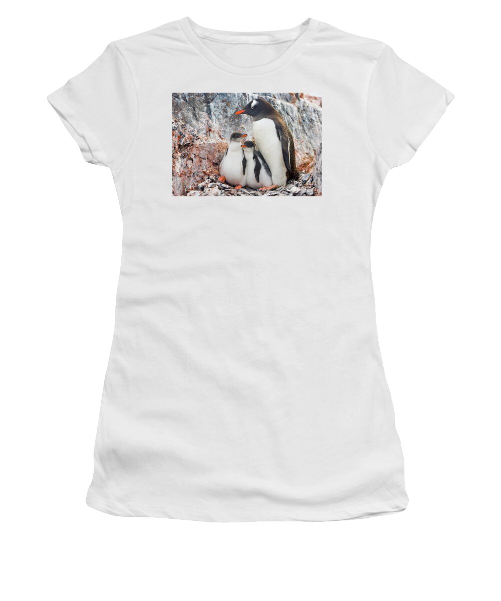 00345581 Women's T-Shirt featuring the photograph Gentoo Penguin Family on Booth Isl by Yva Momatiuk and John Eastcott