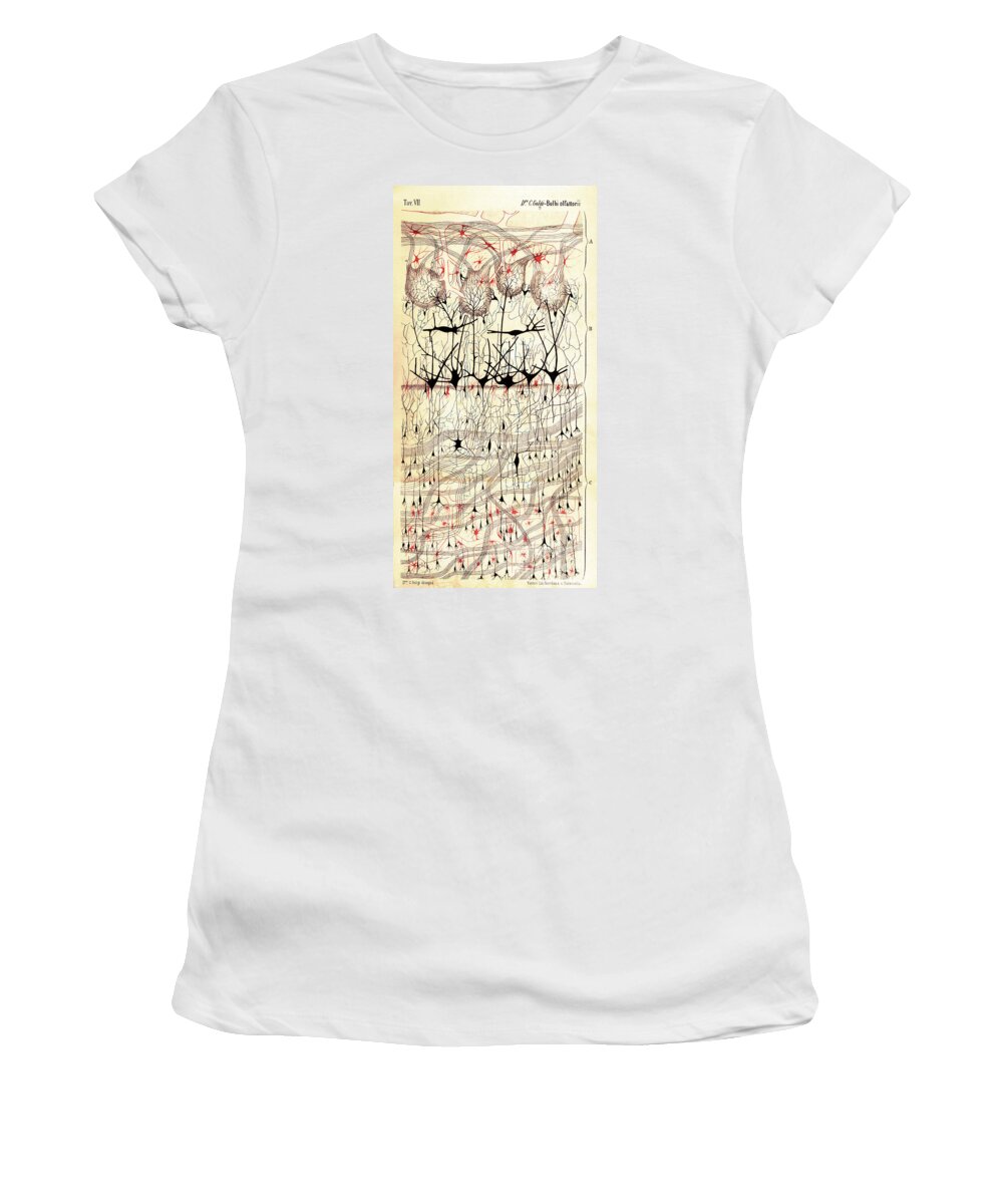 Golgi Women's T-Shirt featuring the photograph Golgi Olfactory Bulb of Dog by Science Source