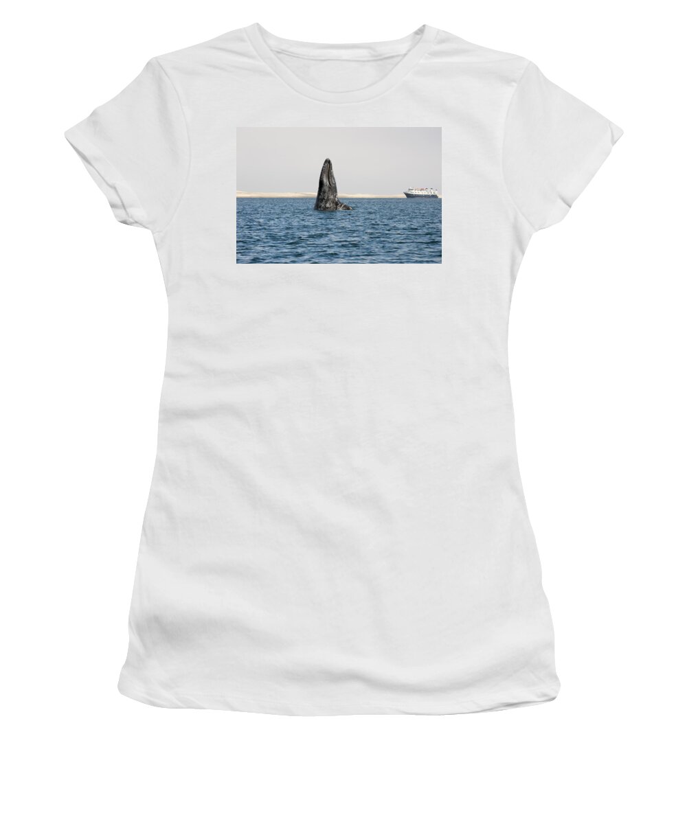 Feb0514 Women's T-Shirt featuring the photograph Gray Whale Spy-hopping Baja California by Flip Nicklin