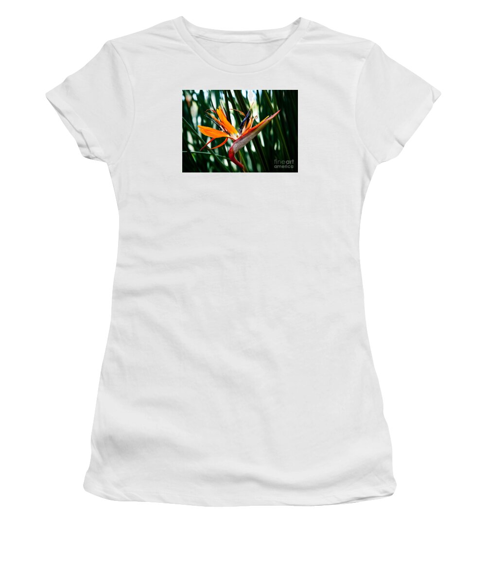 Heliconia Women's T-Shirt featuring the painting Heliconia by Shijun Munns