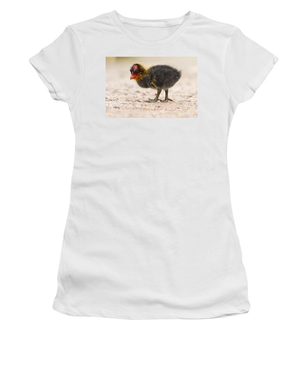 American Coot Women's T-Shirt featuring the photograph Little baldy by Bryan Keil