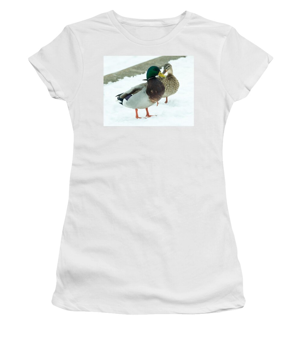 Drake Women's T-Shirt featuring the photograph Mallards in the Snow by Holden The Moment