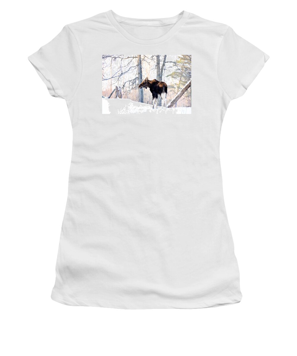 Moose Women's T-Shirt featuring the photograph Mr. Moose by Cheryl Baxter