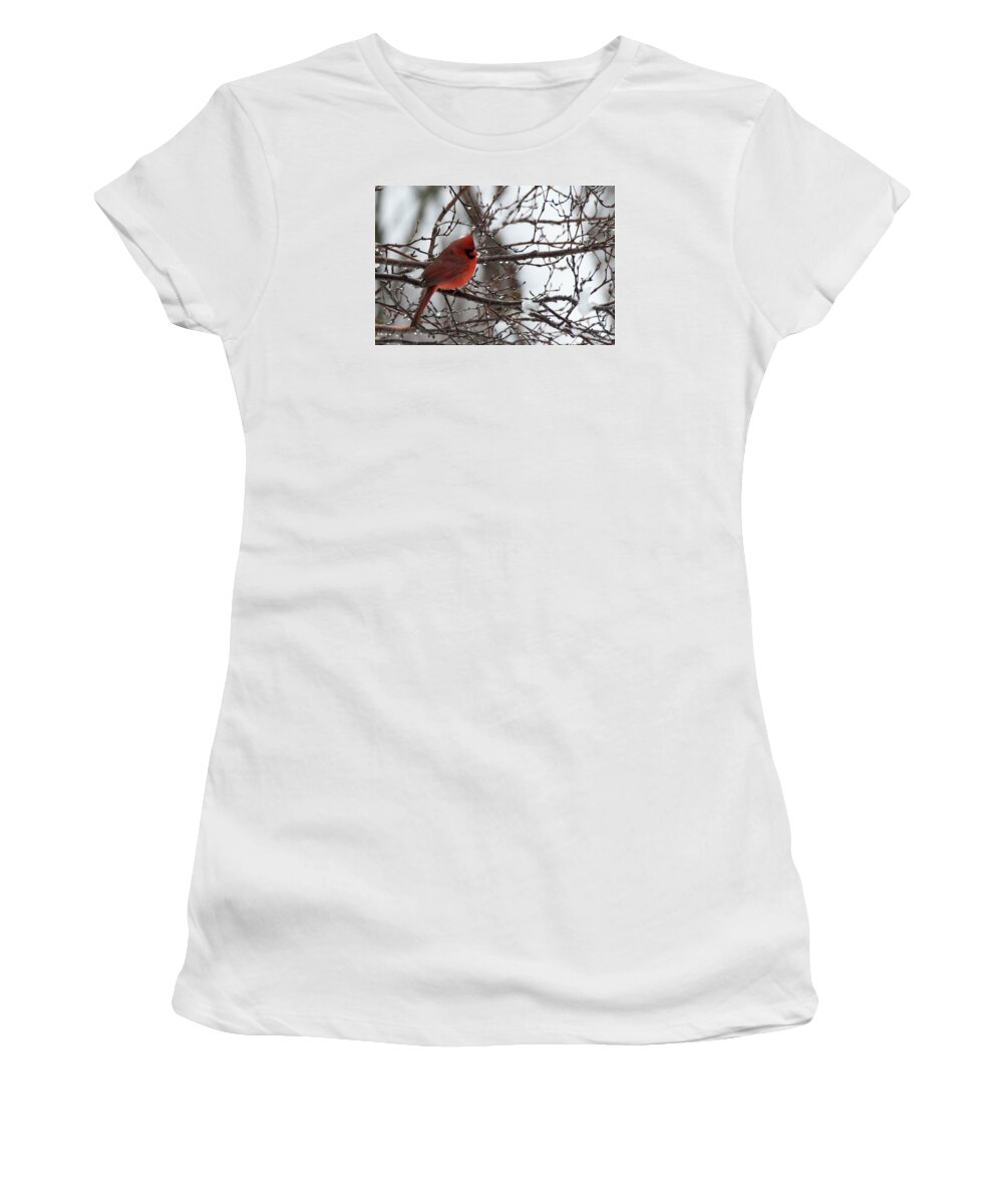 Cardinal Women's T-Shirt featuring the photograph Northern red cardinal in winter by Jeff Folger