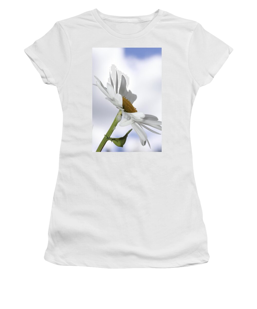 Asteraceae Women's T-Shirt featuring the photograph Oxeye daisy by Ulrich Kunst And Bettina Scheidulin